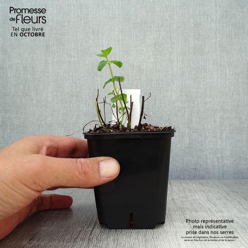 Ejemplar de Menta piperita - Menta negra Maceta de 8/9 cm entregado en otoño