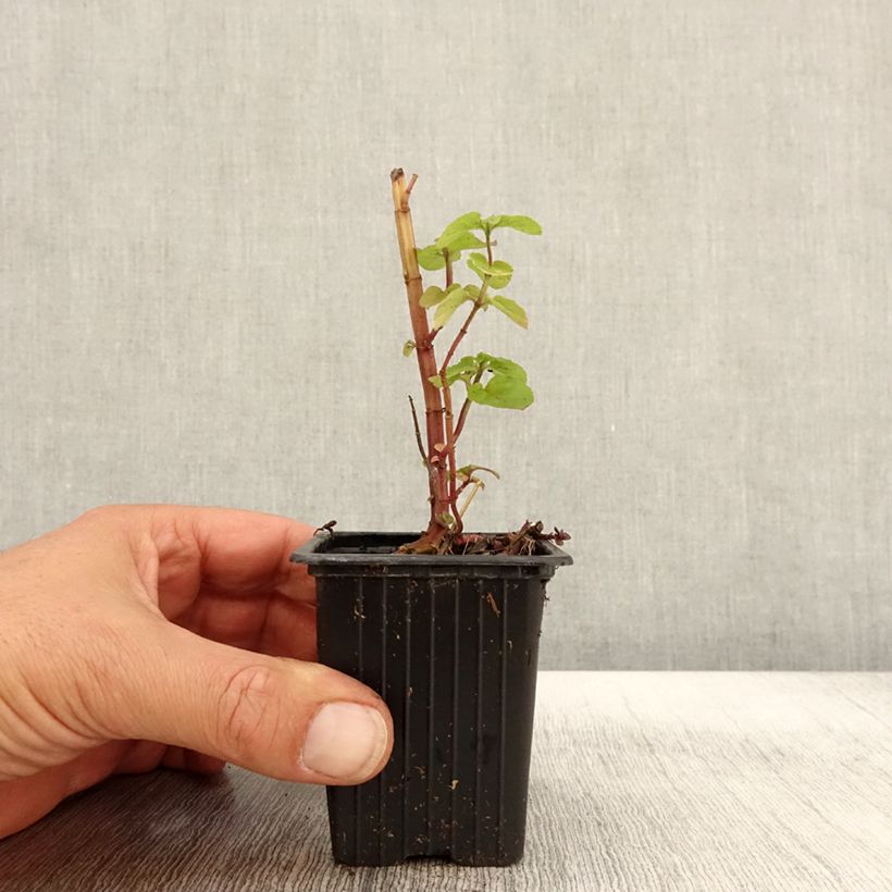 Ejemplar de Menta a hojas redondas Maceta de 8/9 cm entregado en otoño
