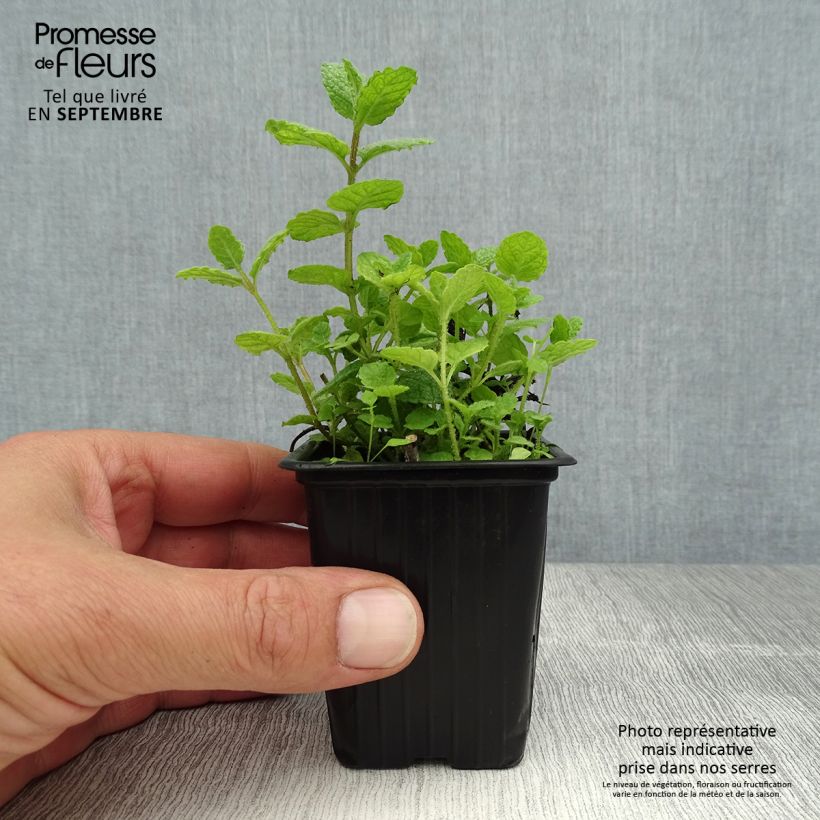 Ejemplar de Mastranzo - Mentha suaveolens Maceta de 8/9 cm entregado en verano