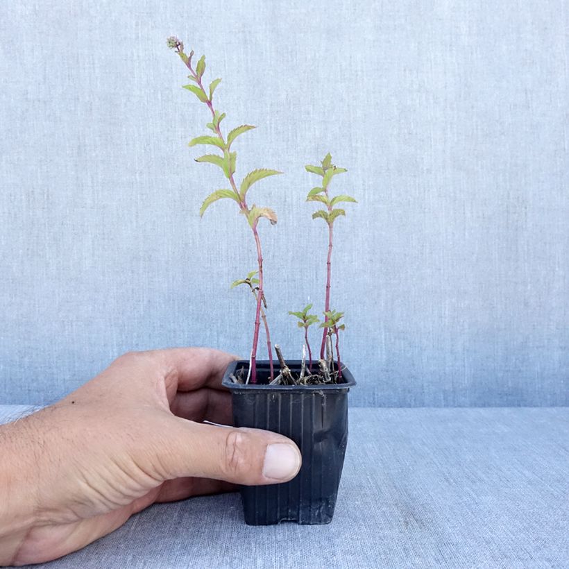 Ejemplar de Menta - Mentha suriso Maceta de 8/9 cm entregado en verano
