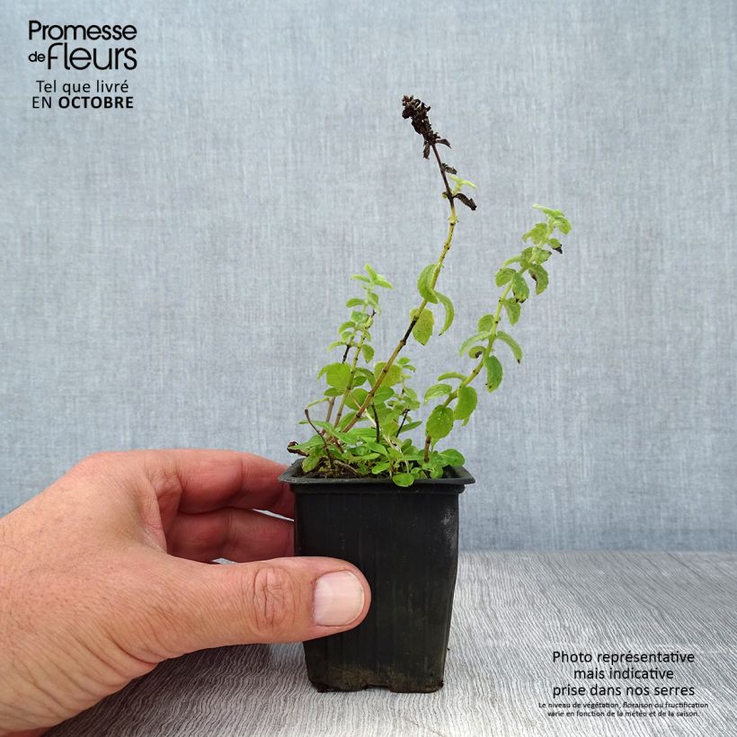 Ejemplar de Menta - Mentha tomentosa Maceta de 8/9 cm entregado en otoño