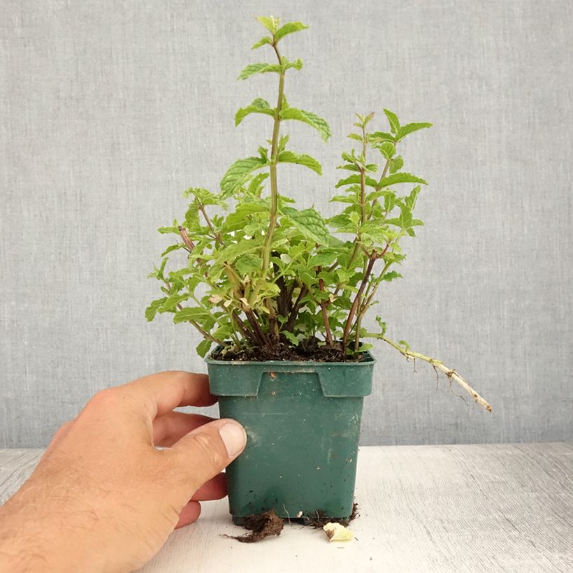 Ejemplar de Hierbabuena Hollywood Maceta de 10 cm/11 cm entregado en verano