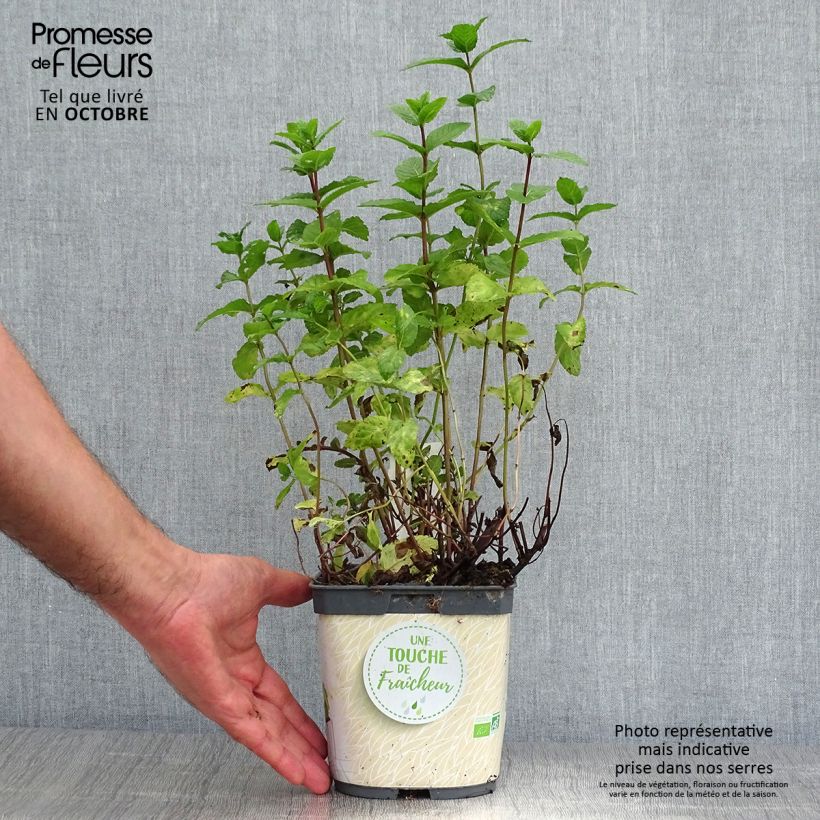 Ejemplar de Hierbabuena Bio - Mentha spicata Maceta 2L/3L entregado en otoño
