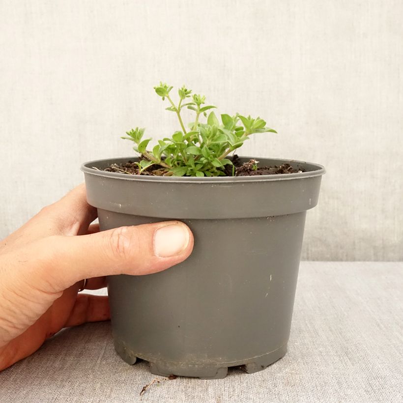 Ejemplar de Ostra vegetal - Mertensia maritima Maceta 1L/1,5L entregado en verano