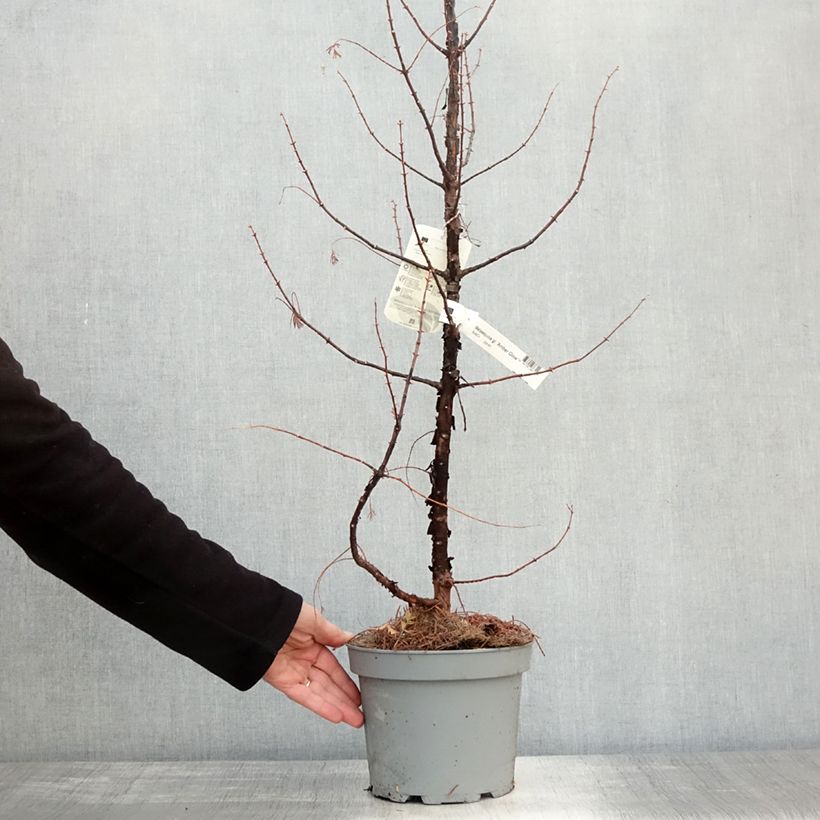 Ejemplar de Metasequoia glyptostroboides Amber Glow - Metasecuoya Maceta 4L/5L entregado en otoño