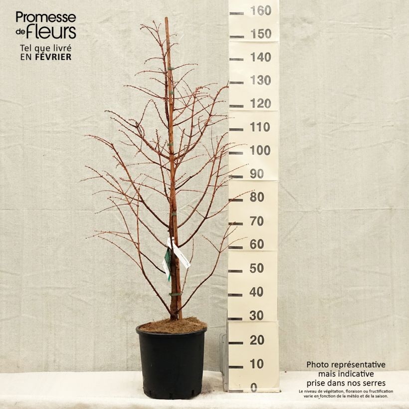 Metasequoia glyptostroboides Chubby - Metasecuoya Maceta 12L/15L Ejemplar entregado en invierno