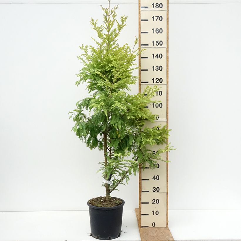 Ejemplar de Metasequoia glyptostroboides Chubby - Metasecuoya Maceta 12L/15L entregado en verano