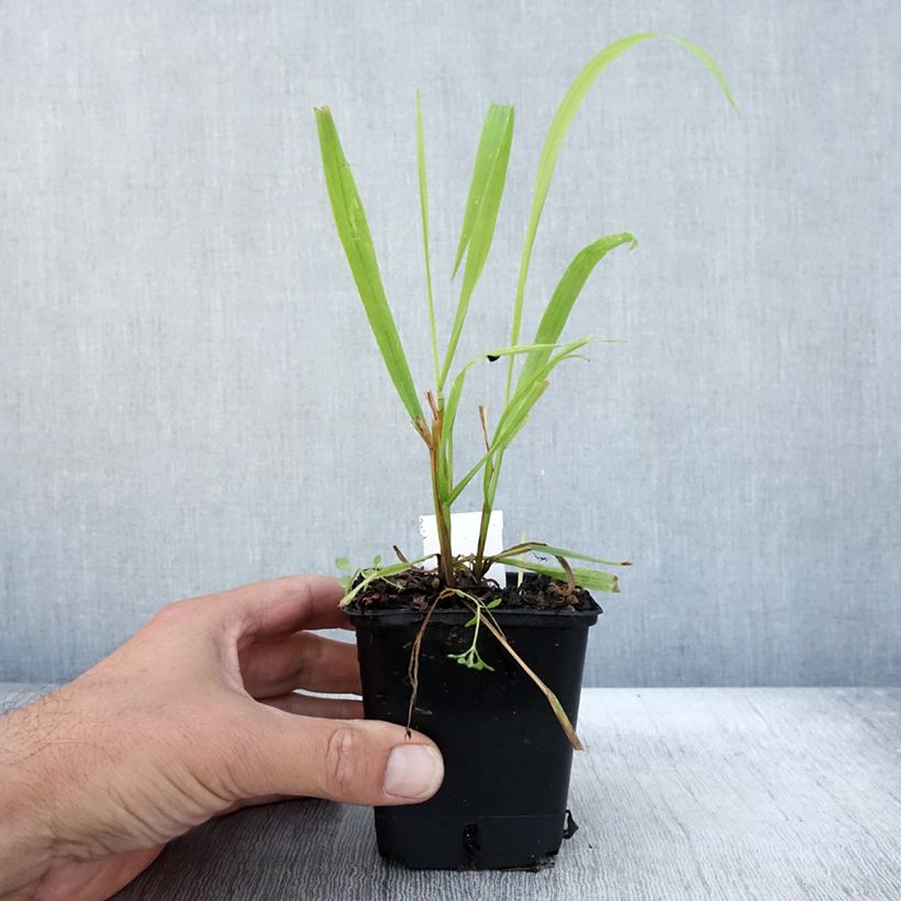 Ejemplar de Milium effusum Aureum Maceta de 8/9 cm entregado en otoño