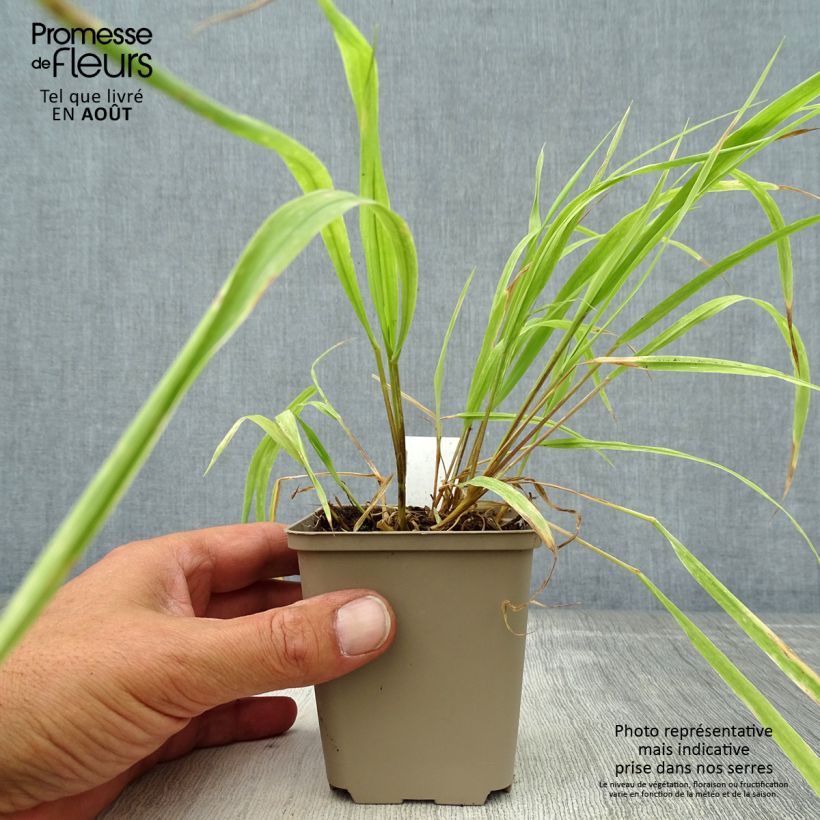 Ejemplar de Milium effusum Aureum Godet de 9cm entregado en verano