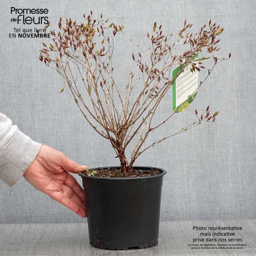 Ejemplar de Hypericum kalmianum Gemo - Hipérico Maceta 3L/4L entregado en otoño