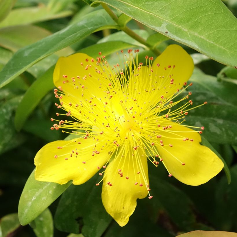 Hypericum calycinum - Hiperico rastrero (Floración)