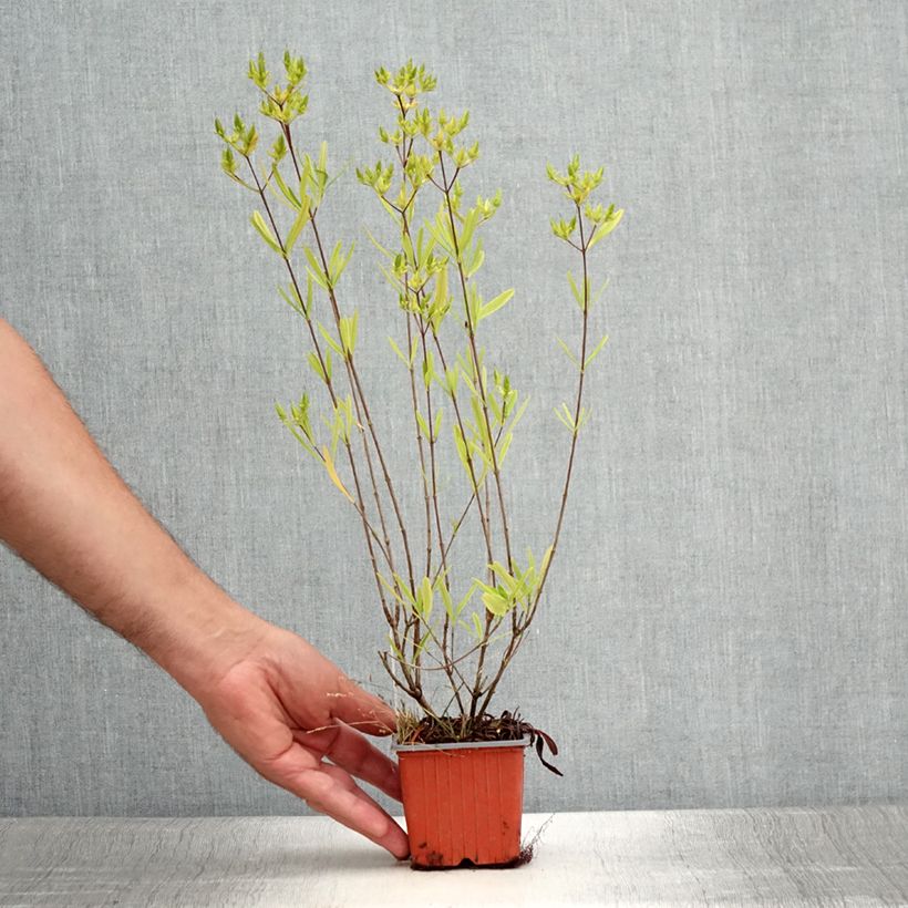 Ejemplar de Hypericum densiflorum Buttercup - Hipérico Maceta de 8/9 cm entregado en verano