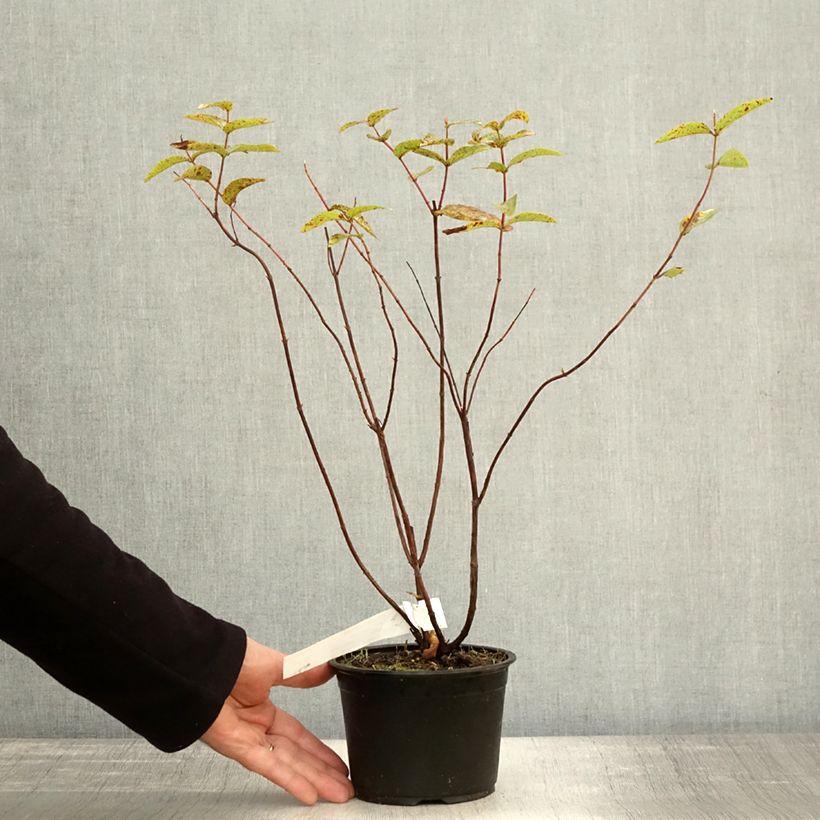 Ejemplar de Hypericum inodorum Elstead - Hipérico Maceta 1,5L/2L entregado en otoño