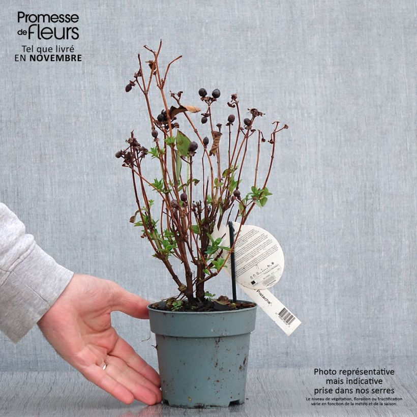 Ejemplar de Hypericum inodorum Miracle Pistache - Hipérico Maceta 2L/3L entregado en otoño