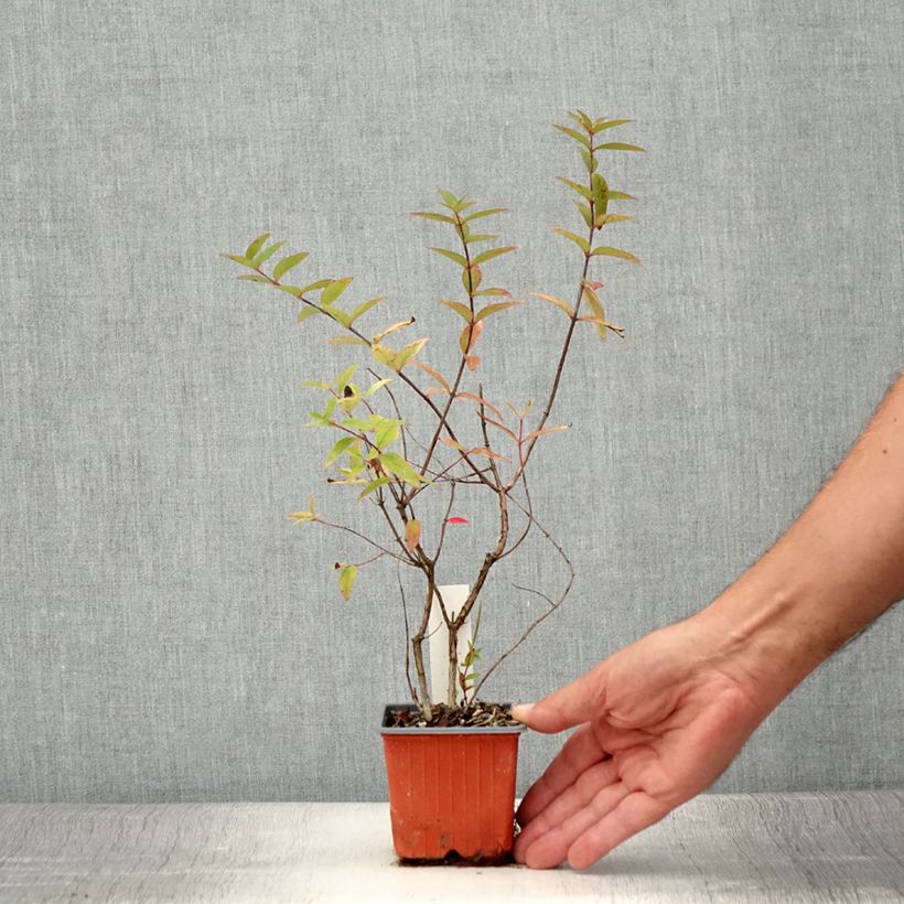 Ejemplar de Hypericum moserianum Tricolor - Hipérico Maceta de 8/9 cm entregado en verano
