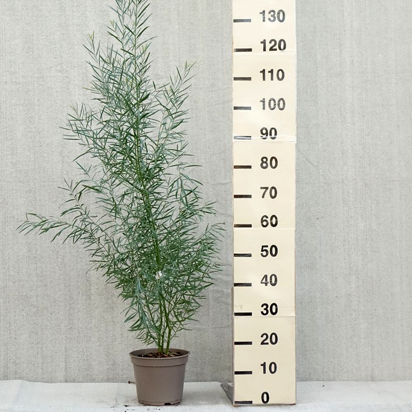 Ejemplar de Acacia iteaphylla - Mimosa Maceta 4L/5L entregado en otoño