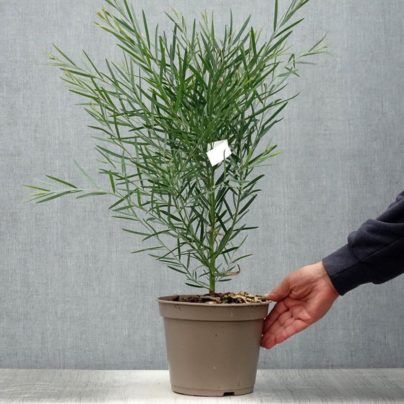 Ejemplar de Acacia iteaphylla - Mimosa Maceta 4L/5L entregado en verano