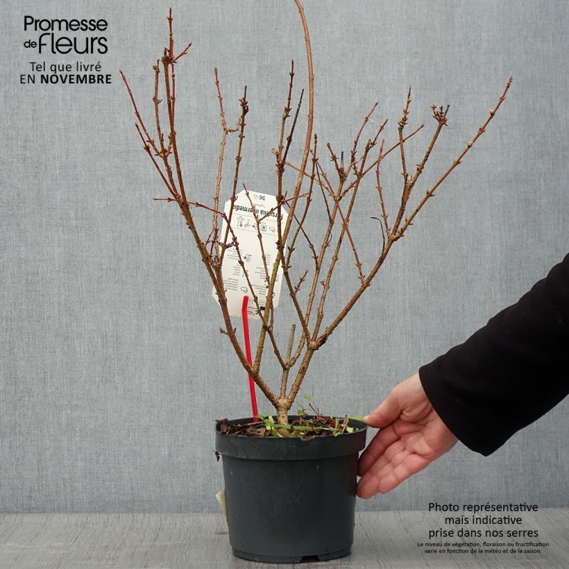 Ejemplar de Forsythia intermedia Lynwood Maceta 2L/3L entregado en otoño