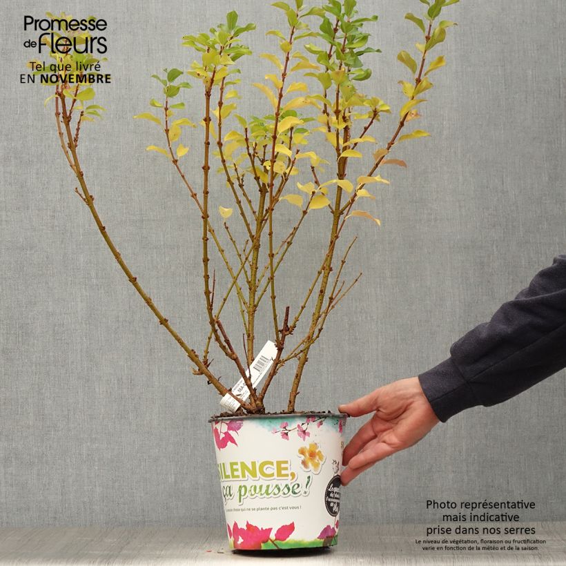Ejemplar de Forsythia intermedia Mindor Maceta 4L/5L entregado en otoño