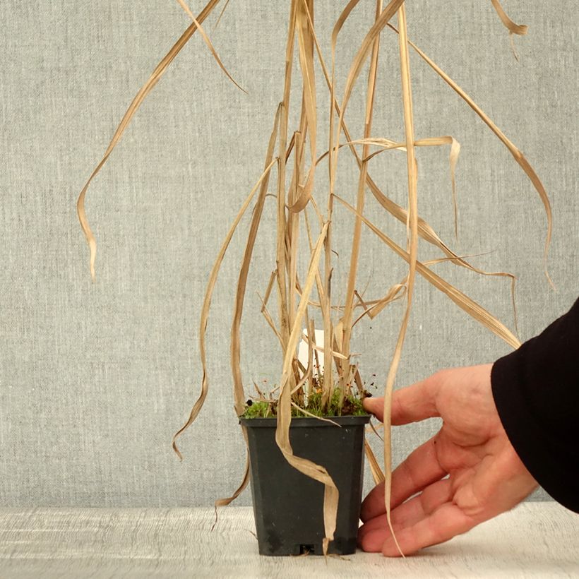 Ejemplar de Miscanthus floridulus Maceta de 8/9 cm entregado en otoño
