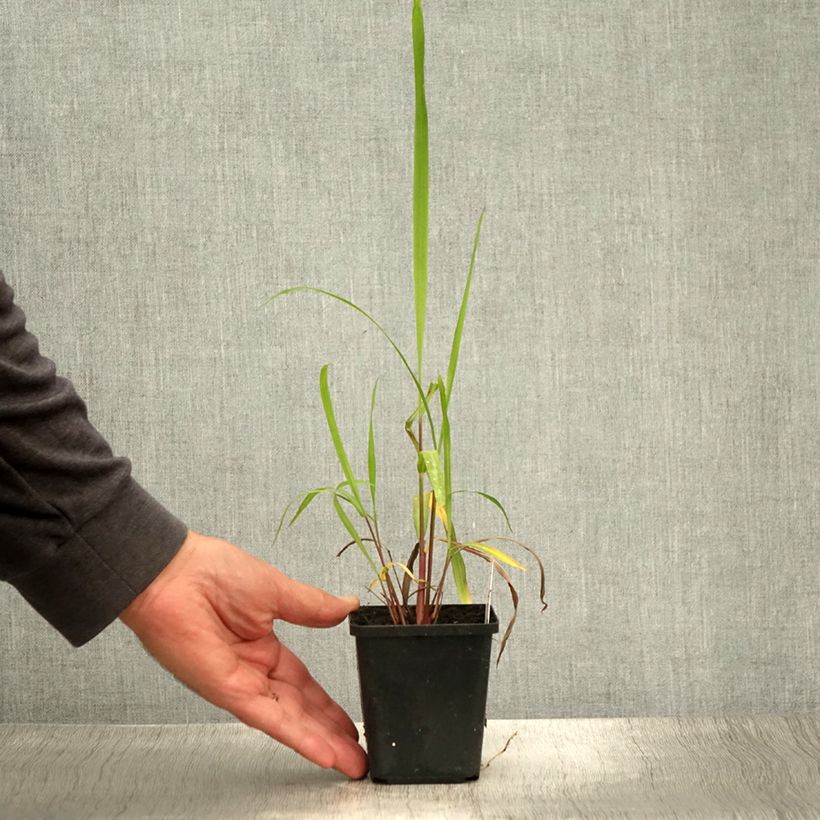 Ejemplar de Miscanthus nepalensis - Miscanthus du Népal Godet de 8/9 cm entregado en verano