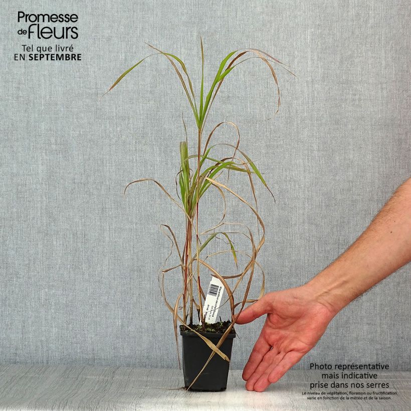 Ejemplar de Miscanthus sacchariflorus - Roseau de Chine en godet de 8 cm entregado en verano