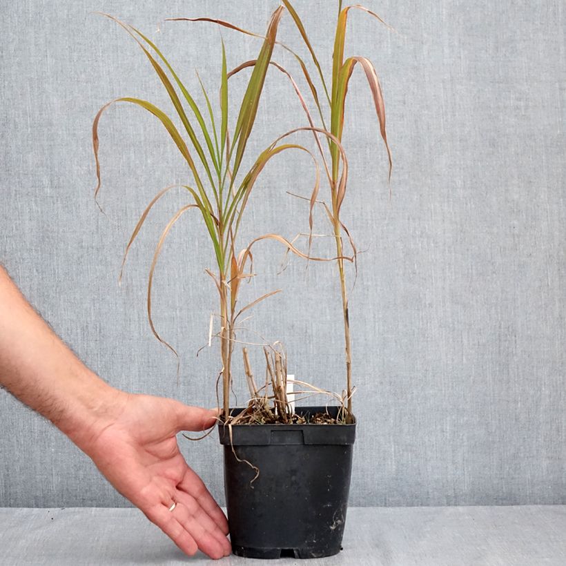 Ejemplar de Miscanthus sacchariflorus Maceta 2L/3L entregado en verano