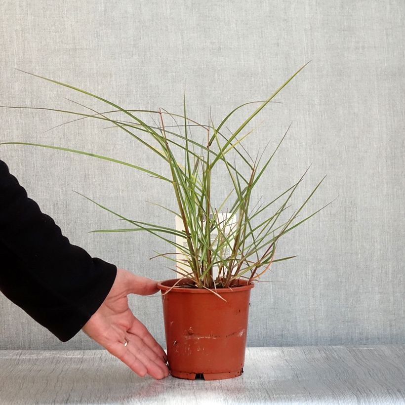 Ejemplar de Miscanthus sinensis Aperitiv Maceta 1L/1,5L entregado en otoño