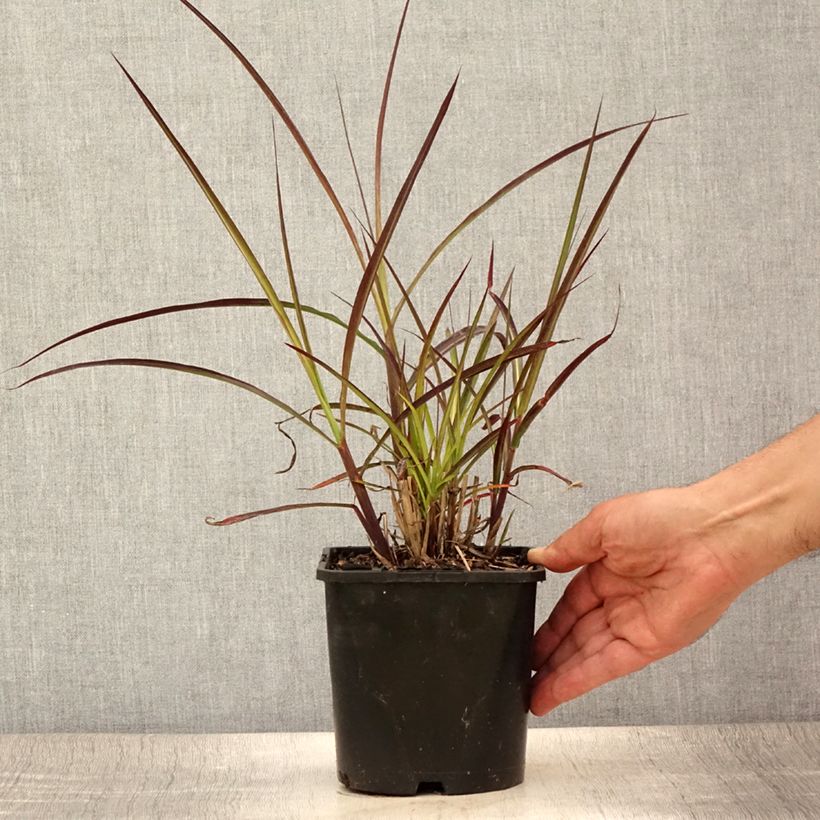 Ejemplar de Miscanthus sinensis Boucle Maceta 1,5L/2L entregado en verano