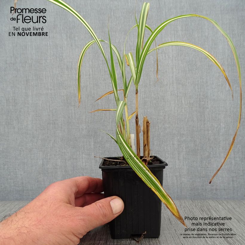 Ejemplar de Miscanthus sinensis var.condensatus Cabaret Maceta de 8/9 cm entregado en otoño