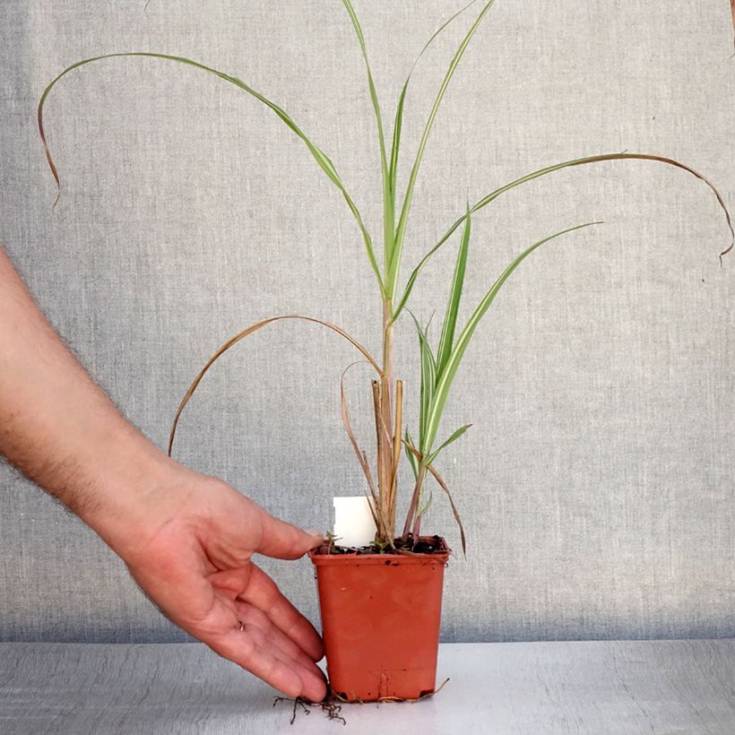 Ejemplar de Miscanthus sinensis var.condensatus Cabaret Maceta de 8/9 cm entregado en verano