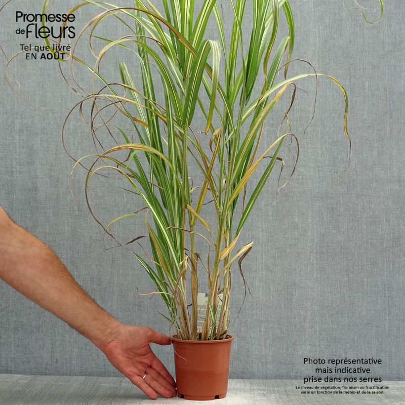 Ejemplar de Miscanthus sinensis var.condensatus Cabaret Maceta 1L/1,5L entregado en verano