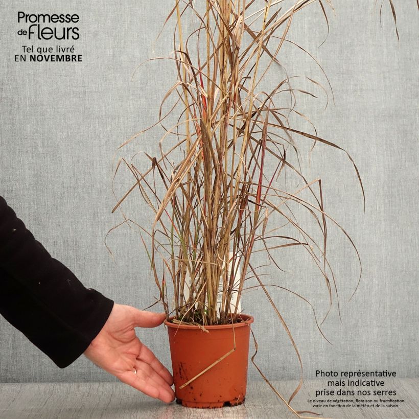 Ejemplar de Miscanthus sinensis China Maceta 1L/1,5L entregado en otoño