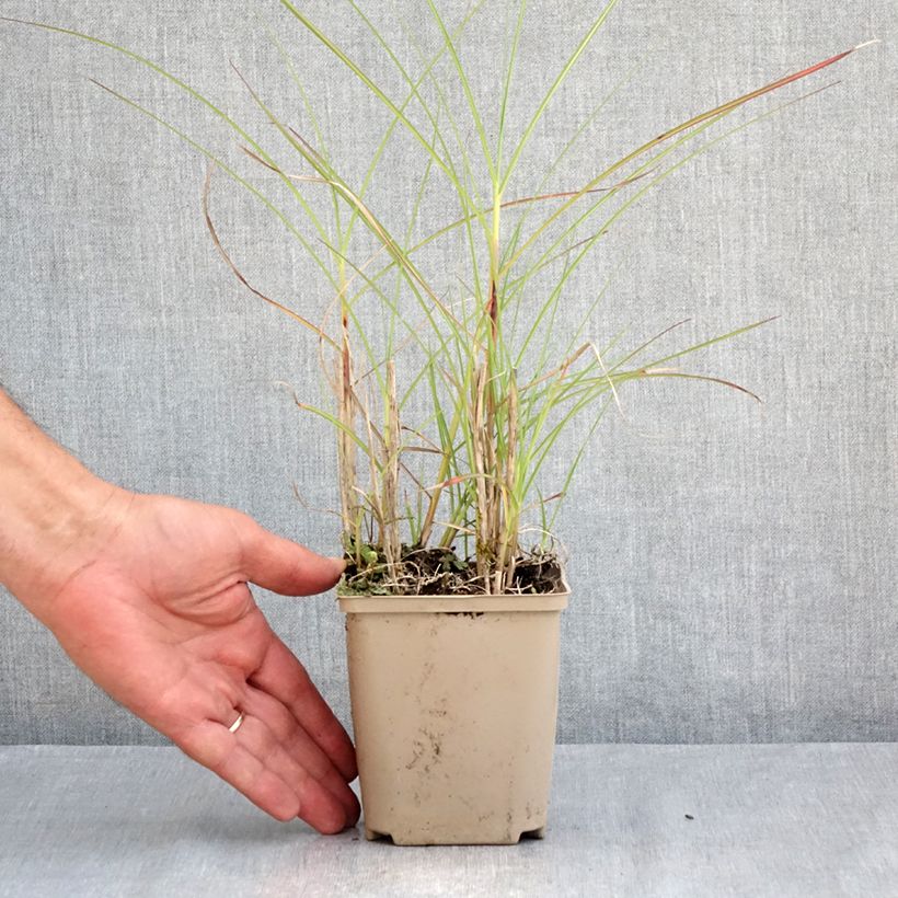 Ejemplar de Miscanthus sinensis China Maceta de 8/9 cm entregado en verano