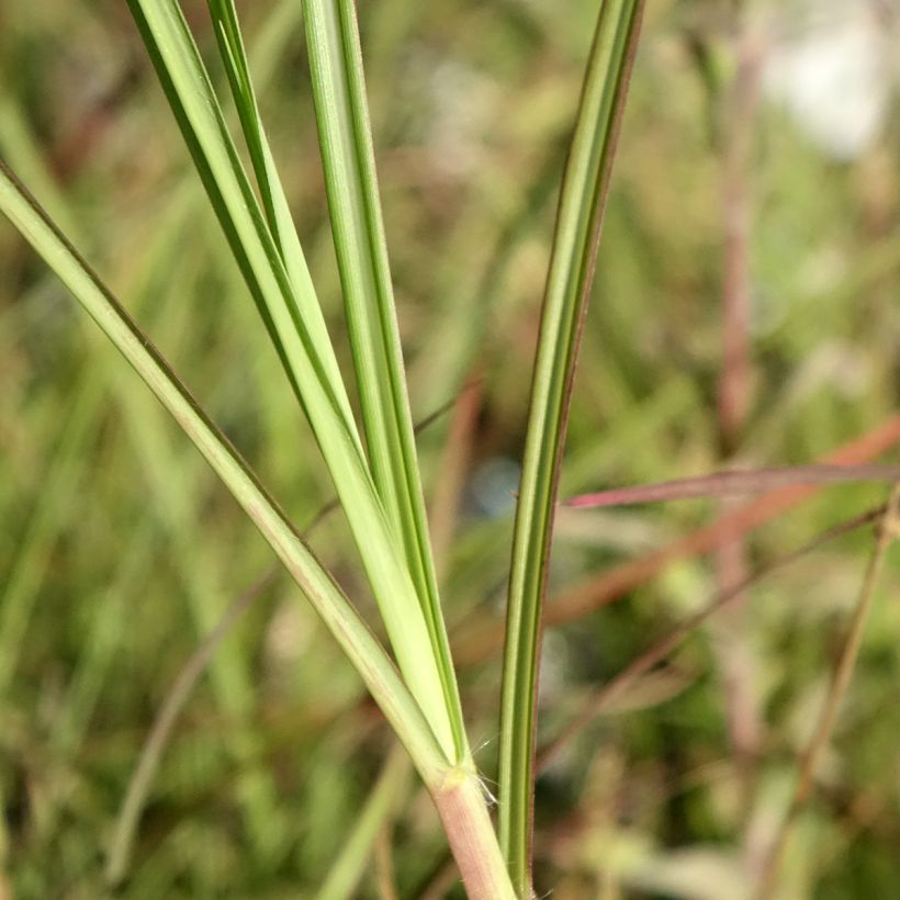 Miscanthus sinensis China (Follaje)
