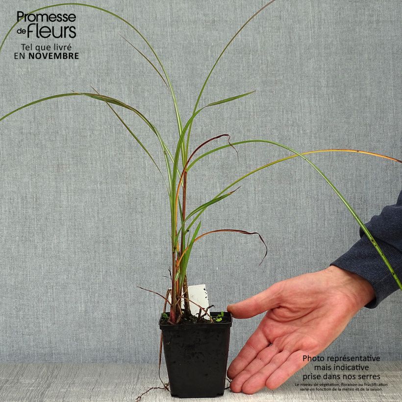 Ejemplar de Miscanthus sinensis China Maceta de 8/9 cm entregado en otoño
