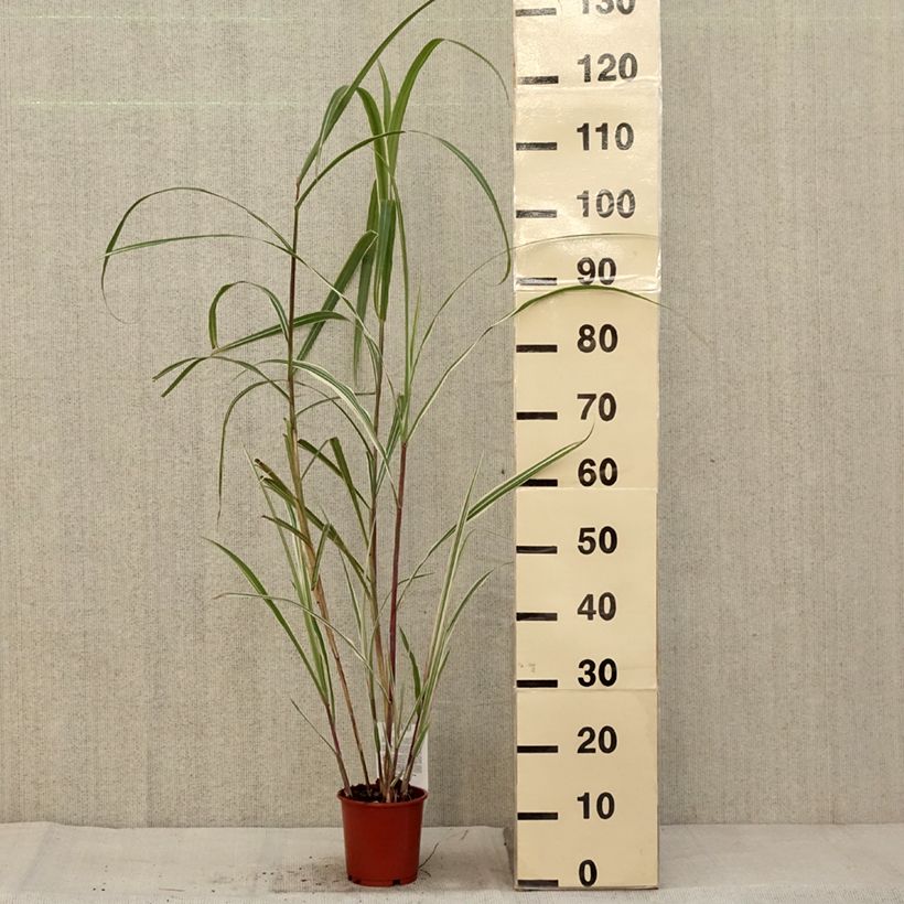 Ejemplar de Miscanthus sinensis var. condensatus Cosmopolitan Maceta 1L/1,5L entregado en otoño