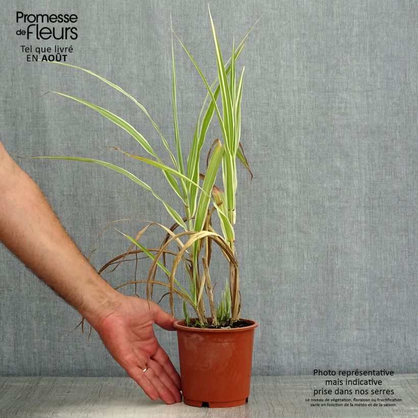 Ejemplar de Miscanthus sinensis var. condensatus Cosmopolitan Maceta 1L/1,5L entregado en verano