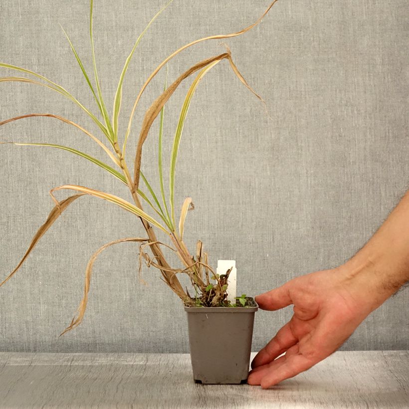 Ejemplar de Miscanthus sinensis var. condensatus Cosmopolitan Maceta de 8/9 cm entregado en otoño