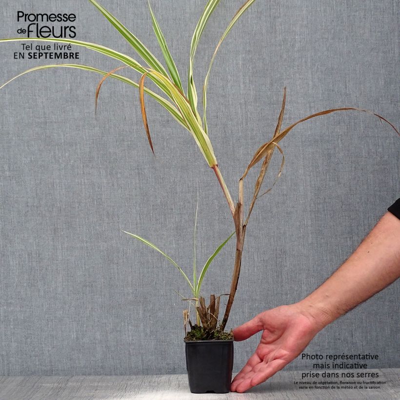 Ejemplar de Miscanthus sinensis var. condensatus Cosmopolitan Maceta de 8/9 cm entregado en verano