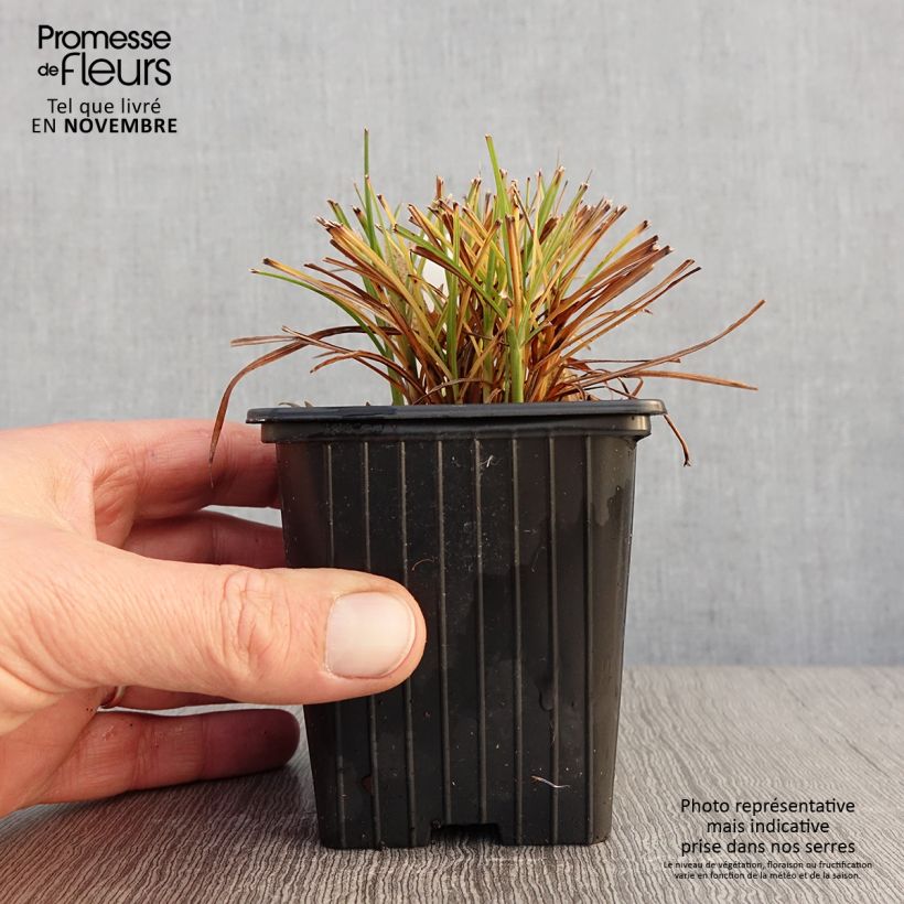 Ejemplar de Miscanthus sinensis Cute One Maceta de 8/9 cm entregado en otoño