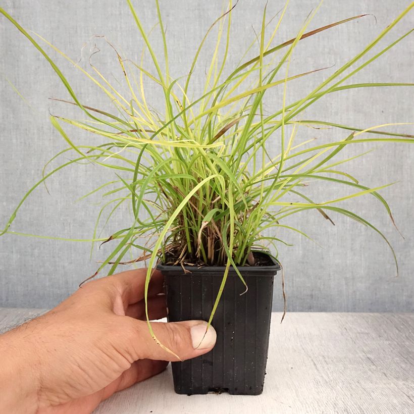 Ejemplar de Miscanthus sinensis Cute One - Roseau de Chine nain. Godet de 8/9 cm entregado en verano