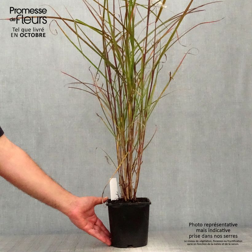 Ejemplar de Miscanthus sinensis Dronning Ingrid Maceta de 8/9 cm entregado en otoño