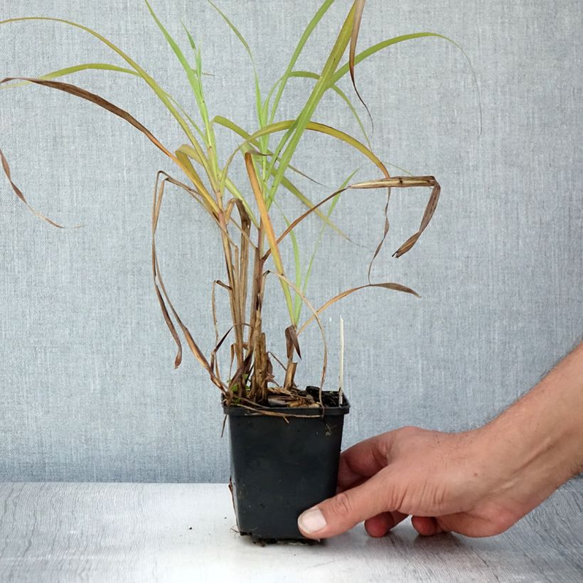 Ejemplar de Miscanthus sinensis Emmanuel Lepage Maceta de 8/9 cm entregado en verano