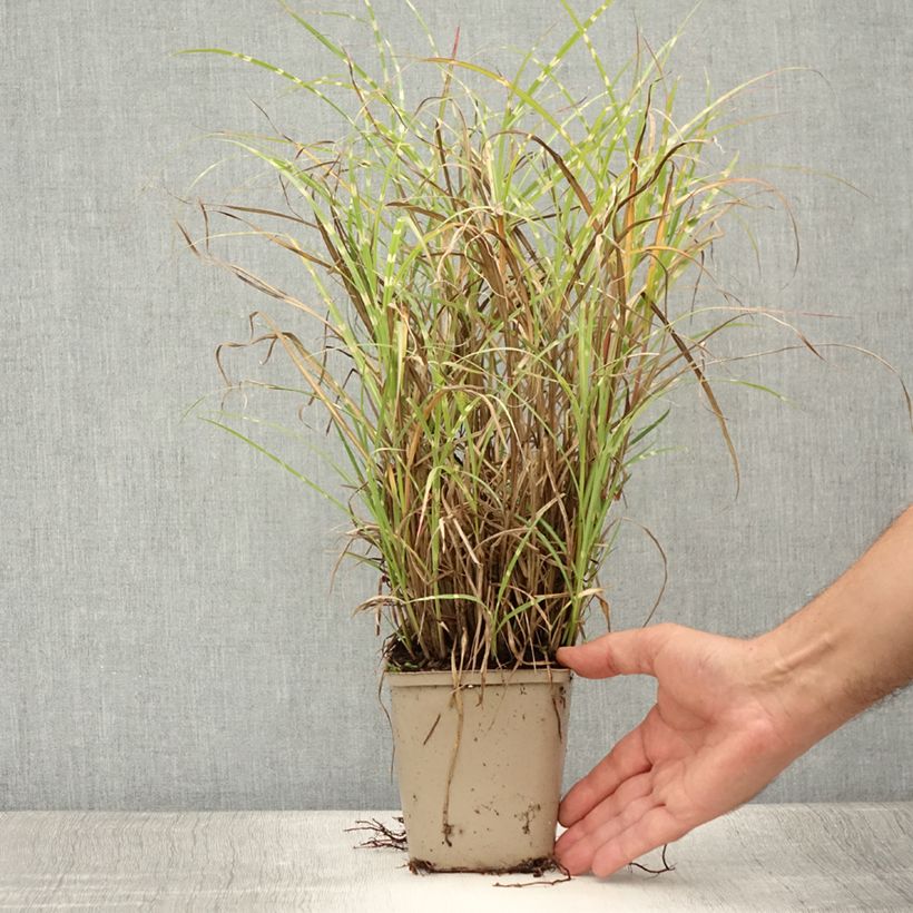 Ejemplar de Miscanthus sinensis Etincelle Maceta de 8/9 cm entregado en verano