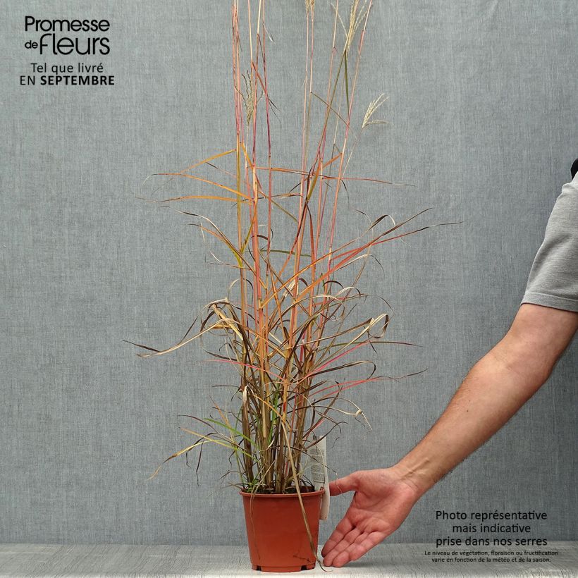 Ejemplar de Miscanthus sinensis Ferner Osten Maceta 1L/1,5L entregado en otoño