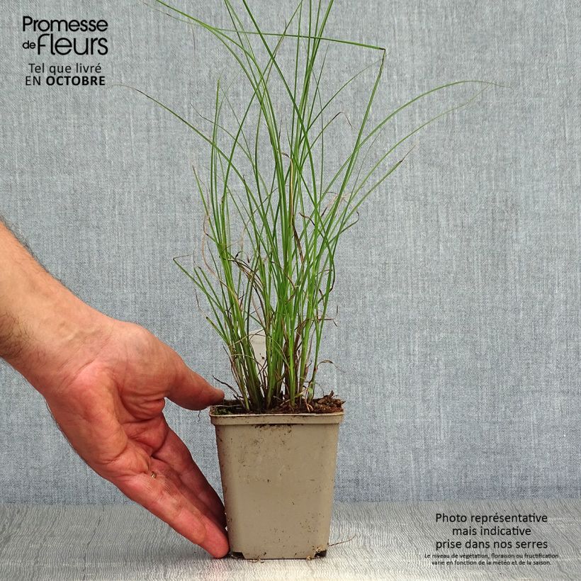Ejemplar de Miscanthus sinensis Flamingo Maceta de 8/9 cm entregado en otoño