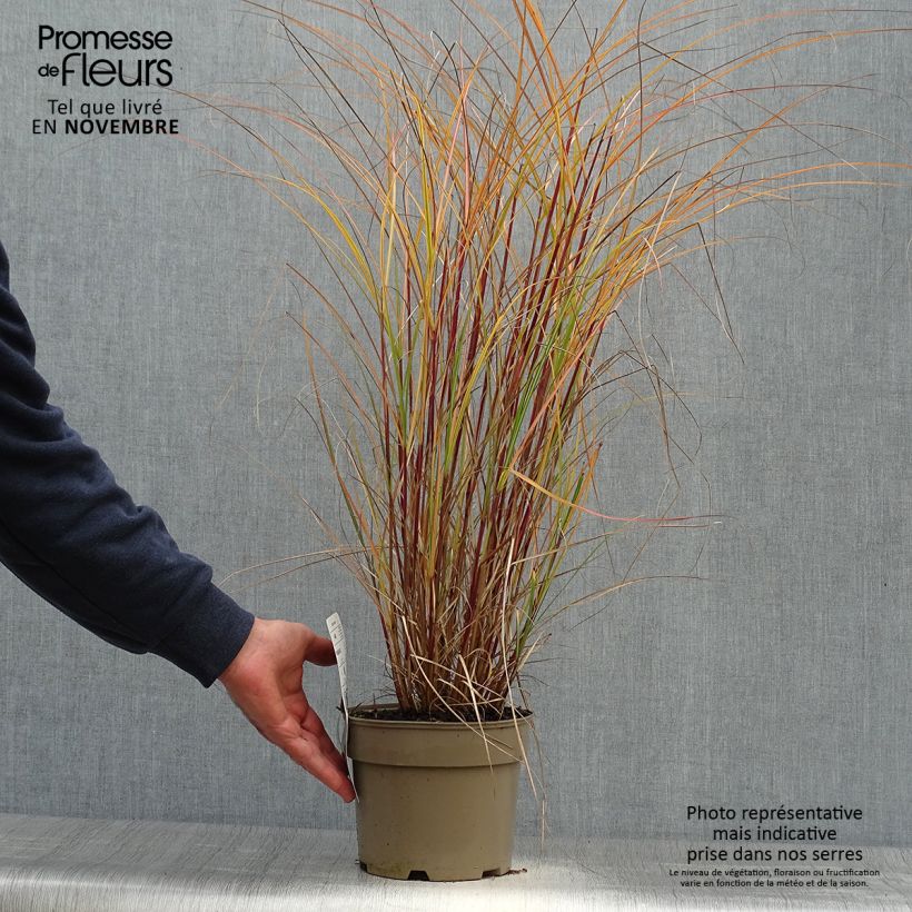 Ejemplar de Miscanthus sinensis Flamingo Maceta 2L/3L entregado en otoño