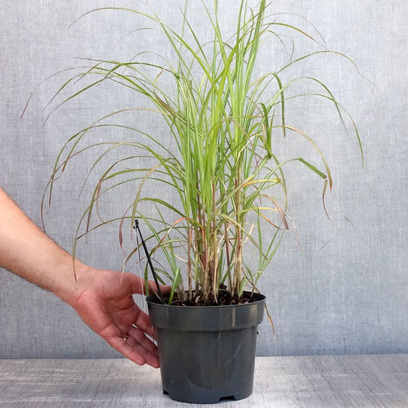Ejemplar de Miscanthus sinensis Flamingo - Eulalie - Roseau de Chine en pot de 2/3 litres entregado en verano