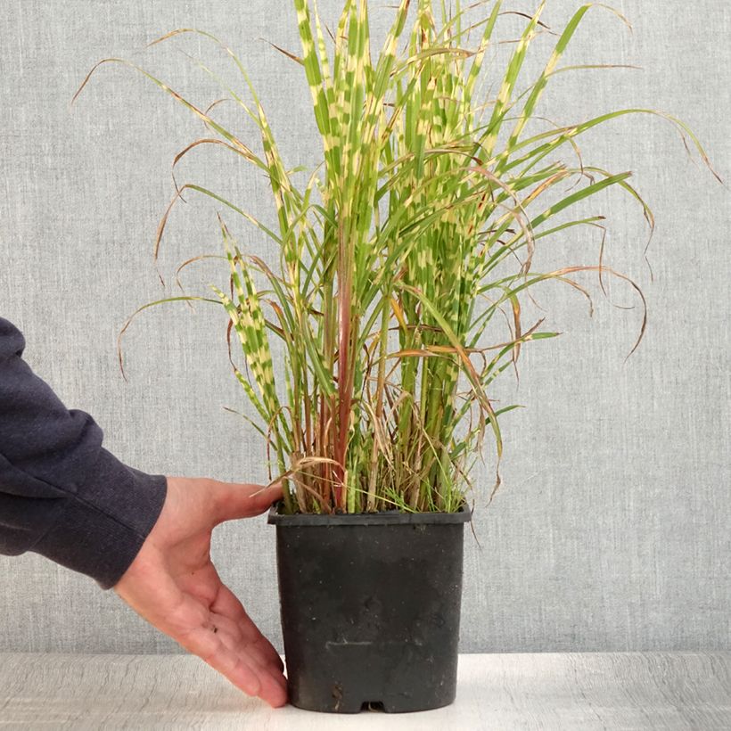 Ejemplar de Miscanthus sinensis Gold Bar Maceta 2L/3L entregado en verano